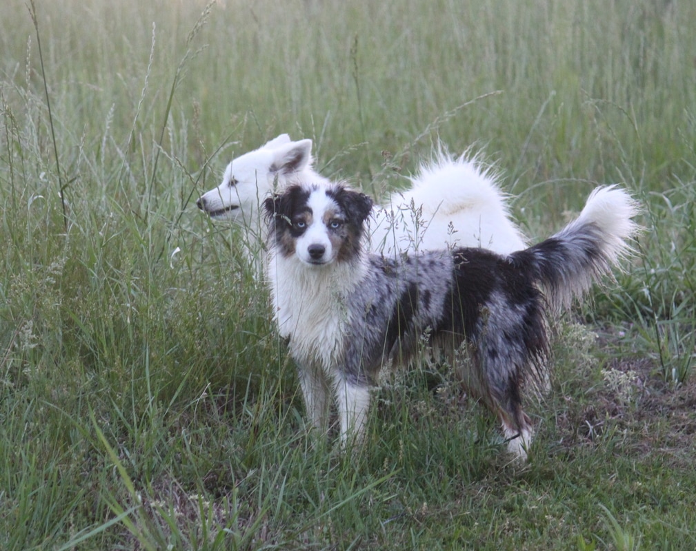 mini australian shepherd with tail